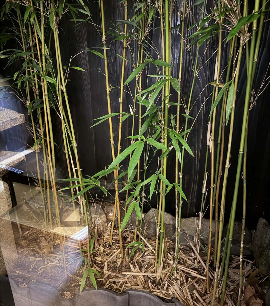 쿠로카와 유사이 온센 별관 객실 안내 - 미니 정원